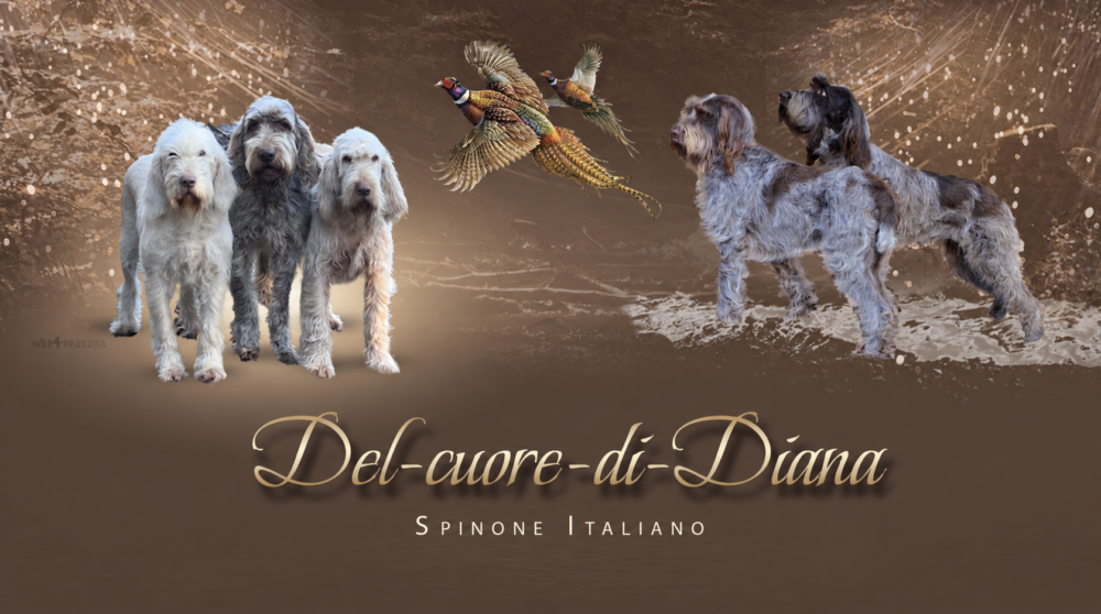 spinone-italiano.eu